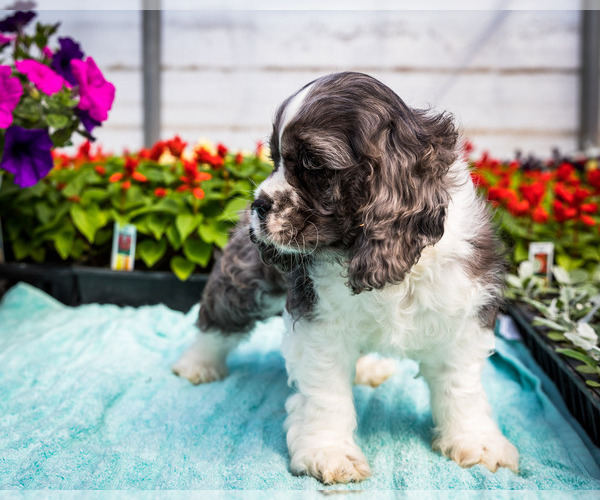 Medium Photo #9 Cocker Spaniel Puppy For Sale in WAKARUSA, IN, USA