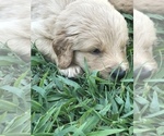 Small Photo #5 Goldendoodle Puppy For Sale in WOODLAND, AL, USA