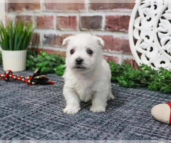 Medium Photo #5 West Highland White Terrier Puppy For Sale in SYRACUSE, IN, USA