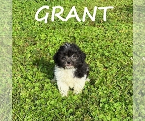 Medium Photo #2 ShihPoo Puppy For Sale in HARTLAND, MN, USA