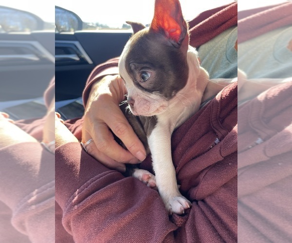 Medium Photo #1 Boston Terrier Puppy For Sale in CHARLOTTESVILLE, VA, USA