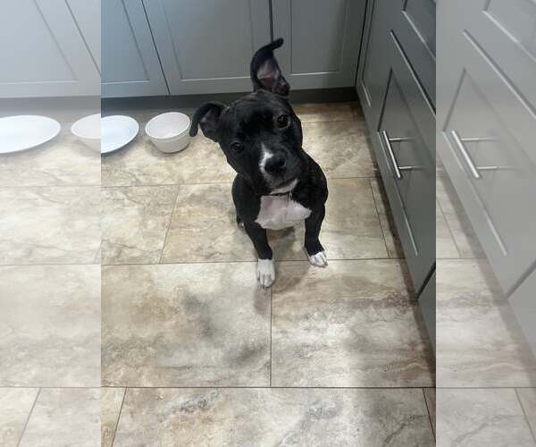 Medium Photo #3 Mutt Puppy For Sale in Catasauqua, PA, USA