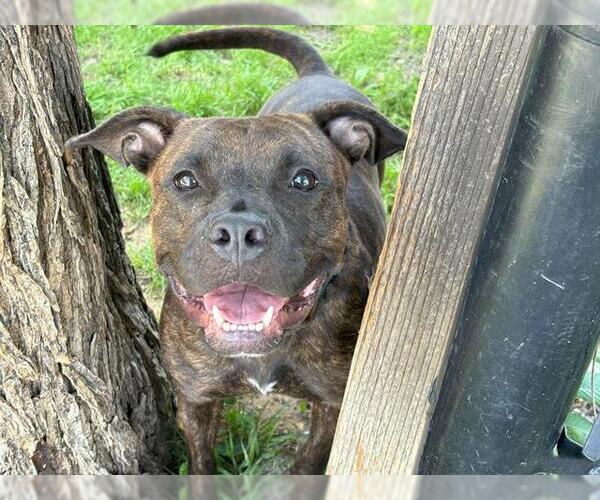 Medium Photo #1 American Pit Bull Terrier-Unknown Mix Puppy For Sale in Waco, TX, USA