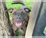 Small American Pit Bull Terrier Mix