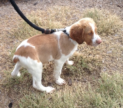 Medium Photo #1 Brittany Puppy For Sale in LA GRANGE, TX, USA