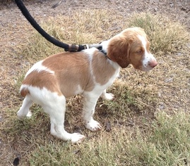 Brittany Puppy for sale in LA GRANGE, TX, USA