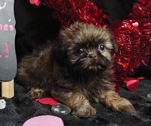 Shih Tzu Puppy for sale in BEAUFORT, MO, USA