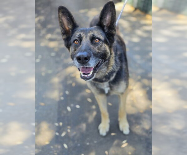 Medium Photo #1 German Shepherd Dog-Unknown Mix Puppy For Sale in San Bernardino, CA, USA