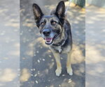 Small German Shepherd Dog Mix