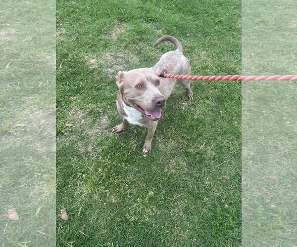 Medium Photo #2 Mutt Puppy For Sale in Rowlett, TX, USA