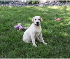 Labrador Retriever Puppy for Sale in SYRACUSE, Indiana USA