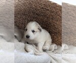 Small Photo #15 Great Pyrenees Puppy For Sale in FALCON, CO, USA