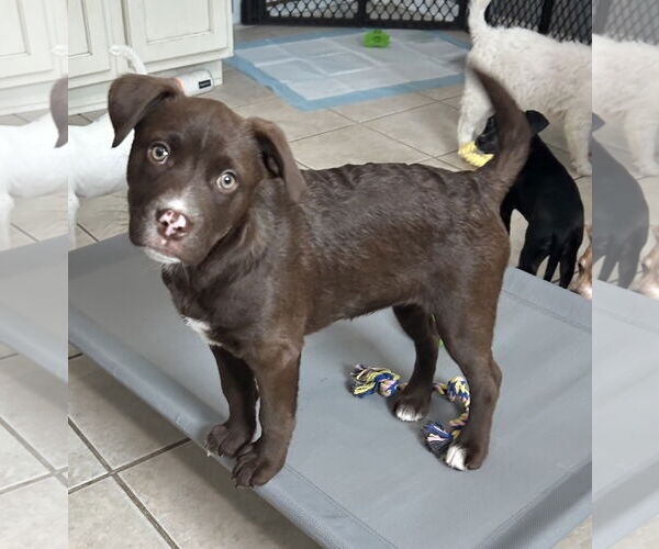 Medium Photo #2 Labrador Retriever-Unknown Mix Puppy For Sale in Stephens City, VA, USA