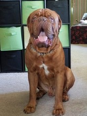 Father of the Dogue de Bordeaux puppies born on 09/04/2018