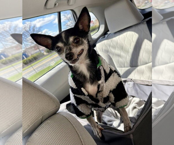 Medium Photo #3 Chihuahua-Unknown Mix Puppy For Sale in St. Louis Park, MN, USA