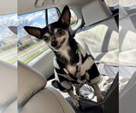 Small #2 Chihuahua Mix