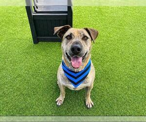 PASEO - Male Labrador Retriever-Unknown Mix Dog for Adoption - Photo #3