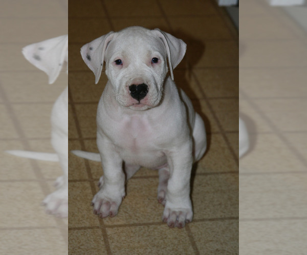 Medium Photo #2 Dogo Argentino Puppy For Sale in BRUCE, WI, USA