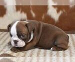 Small #1 English Bulldog
