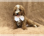 Lane - Male Goldendoodle (Miniature) Puppy for Sale - Photo #7