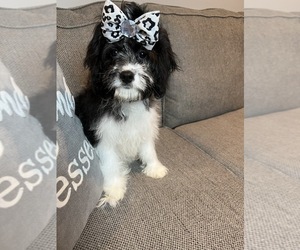 Cavapoo-Poodle (Miniature) Mix Puppy for sale in RICHMOND, IL, USA