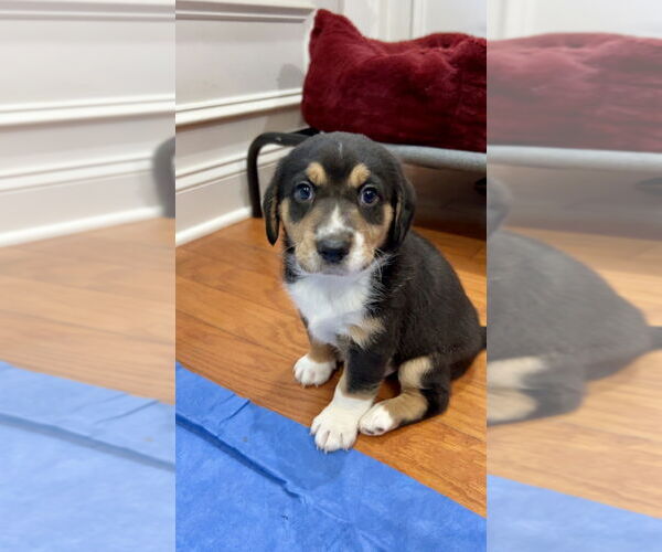 Medium Photo #3 Doxle Puppy For Sale in Mooresville, NC, USA