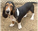 MURPHY - ADOPTION PENDING! - Male Basset Hound Dog for Adoption - Small photo
