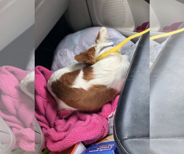 Medium Photo #2 Cavalier King Charles Spaniel-Unknown Mix Puppy For Sale in Buffalo, MN, USA