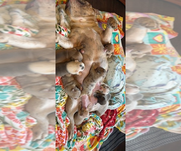 Medium Photo #1 Bulldog Puppy For Sale in GREERS FERRY, AR, USA
