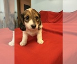 Small #7 Dachshund