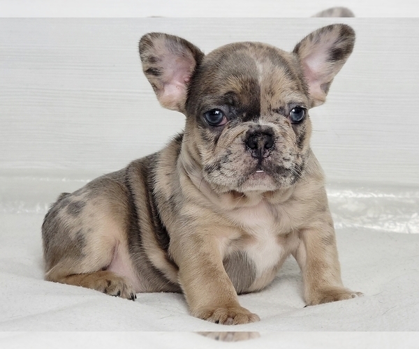 Medium Photo #1 French Bulldog Puppy For Sale in SILVER SPRING, MD, USA