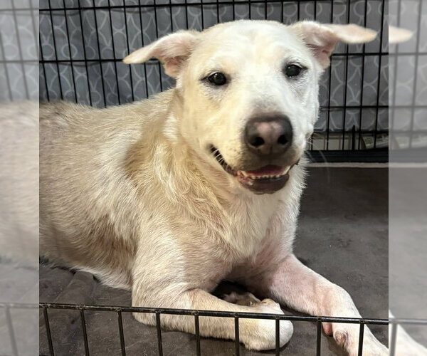 Medium Photo #10 Labrador Retriever-Unknown Mix Puppy For Sale in Sanford, FL, USA
