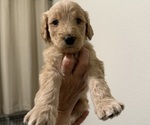 Puppy Puppy 5 Goldendoodle