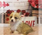 Small #4 Pembroke Welsh Corgi
