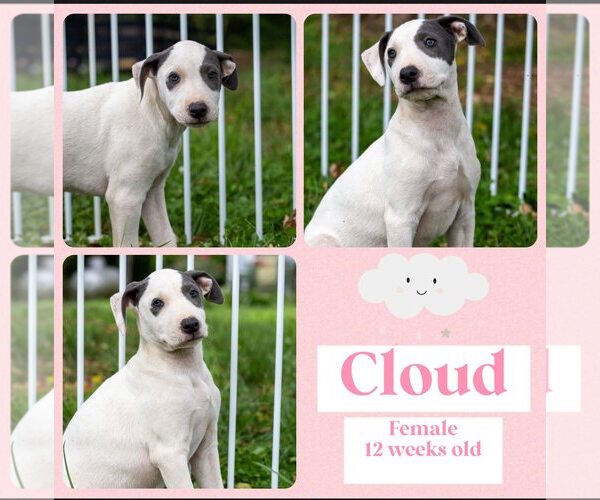 Medium Photo #1 American Bulldog-Whippet Mix Puppy For Sale in Milner, GA, USA