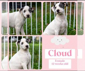 American Bulldog-Whippet Mix Dogs for adoption in Milner, GA, USA