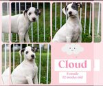 Small American Bulldog-Whippet Mix