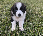 Puppy Jagger Australian Shepherd