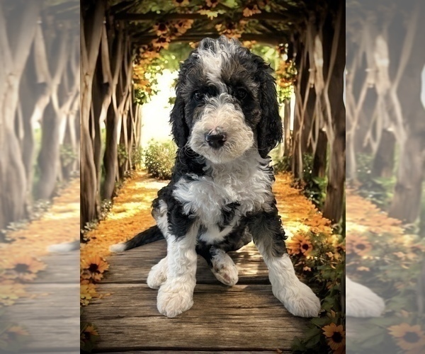 Medium Photo #9 Bernedoodle Puppy For Sale in MENIFEE, CA, USA