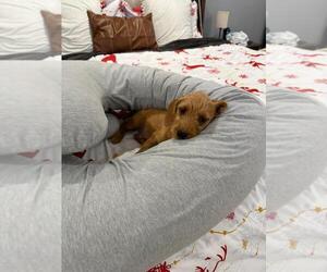 Wapoo Puppy for sale in BROCKTON, MA, USA