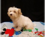 Sandra - Female Maltipoo (Miniature) Puppy for Sale - Photo #4