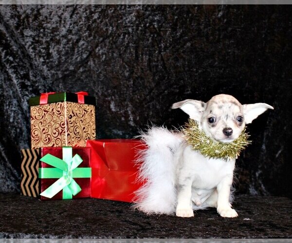 Medium Photo #5 Chihuahua Puppy For Sale in CHARLESTON, AR, USA