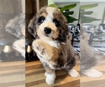 Puppy CUPCAKE Bernedoodle