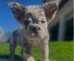 Small #2 French Bulldog