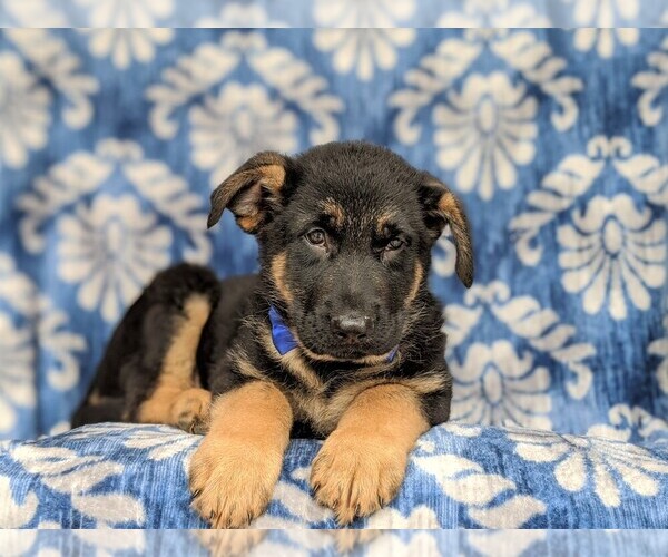 Medium Photo #9 German Shepherd Dog Puppy For Sale in KIRKWOOD, PA, USA