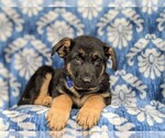 Small Photo #9 German Shepherd Dog Puppy For Sale in KIRKWOOD, PA, USA