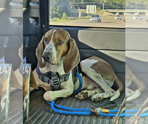 Jethro - Male Coonhound Dog for Adoption - Photo #3