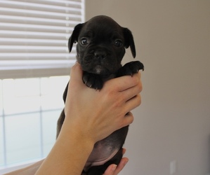 French Bulldog Puppy for sale in TAMPA, FL, USA