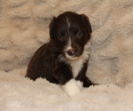 Small #1 Australian Shepherd