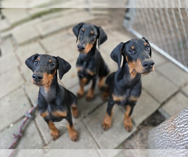 Medium Photo #1 Doberman Pinscher Puppy For Sale in WARSAW, IN, USA